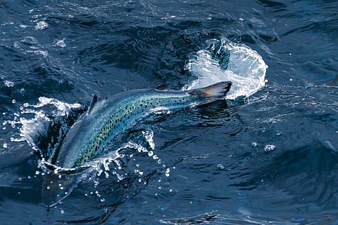Andfjord Salmon completes first post-smolt sale