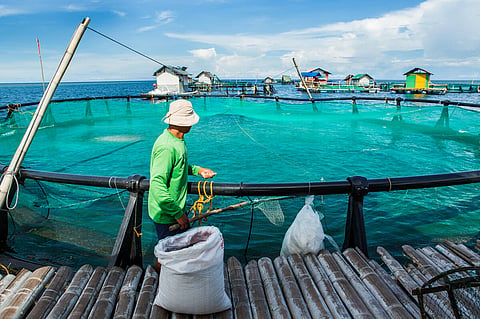 Aquaculture production passes 100 million tonnes for first time, says FAO