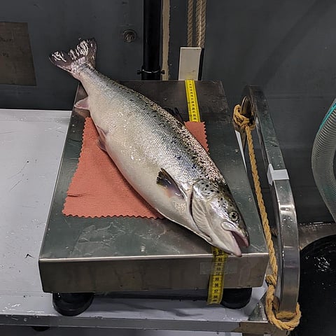A 2.2 kg salmon at Proximar Seafood's facility in Oyama, Japan, in April 2024.