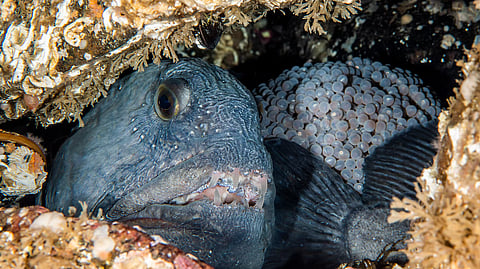 A wild male Atlantic wolffish guarding an egg mass.