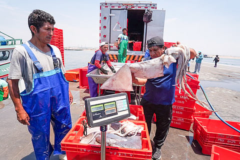 Artisanal fishermen landing jumbo flying squid at a port in Peru.