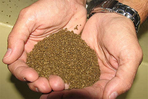 The study is led by The F3 – Future of Fish Feed initiative.