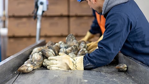 The Seafood Engine will receive $15 million over its first two years and could qualify for as much as $160 million over a decade, according to GMRI.