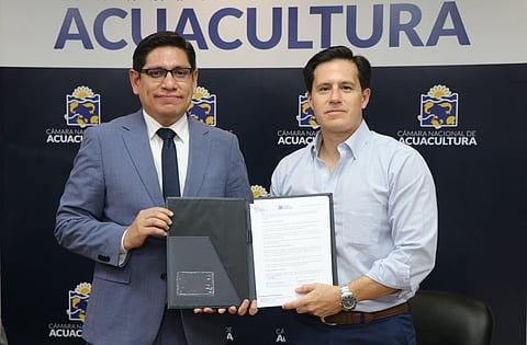 According to data from the CNA, less than 10% of Ecuador's shrimp farming sector operates on electricity.
