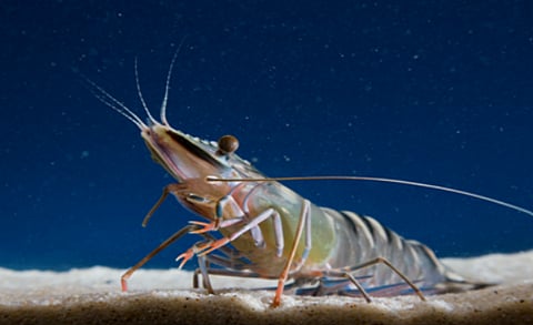 The program focuses on different areas, including genetics, aquatic animal health, and nutrition.