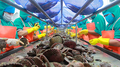 Processing scalops in Peru.