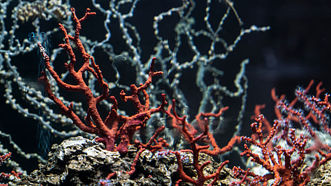 Red coral populations have come close to disappearing in some areas due to excessive fishing pressure.