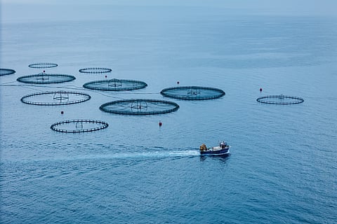 Feed production and transport were the largest source of EU aquaculture emissions, accounting for 54% of the total between 2005 and 2024.