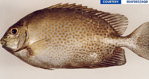 Samaral aquaculture production increased from 153.89 metric tons in 2021 to 361.57 metric tons in 2025