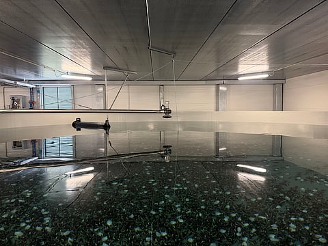 The first halibut transferred to Nordic Halibut's land-based facility.
