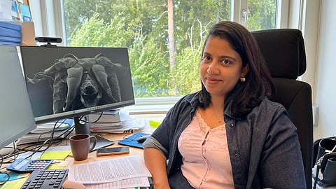Nofima researcher Amritha Johny wants to explore the structure at the front of the sea louse's body more closely.