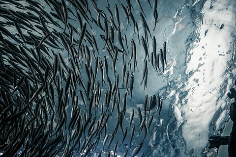 The Top 5 Skills That Define Successful Aquaculture Managers