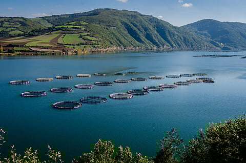 Is Aquaculture Really Important?