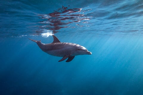 What Lies Beneath Seaspiracy? 2