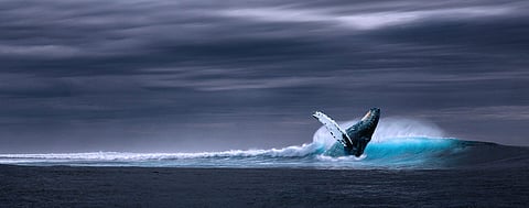 Agreement on the UN High Seas Treaty was finally reached on 5 March 2022. Photo: Adobe Stock.