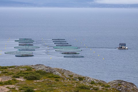 Which Factors Influence Employer Branding in Aquaculture and Seafood?