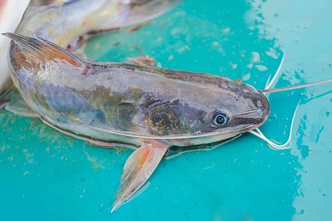 Catfish in market