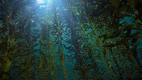 Seaweed is a growing industry in the EU and worldwide.
