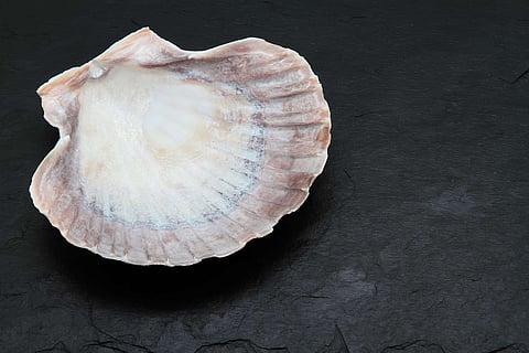 closeup of a scallop shell on black background