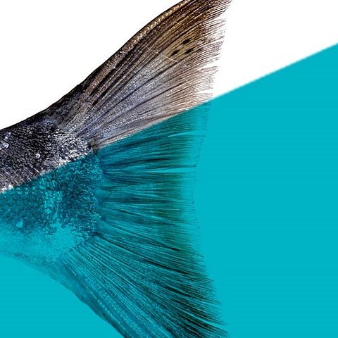 DOM International and Ballafrost, awarded with 2022 Seafood Excellence Awards