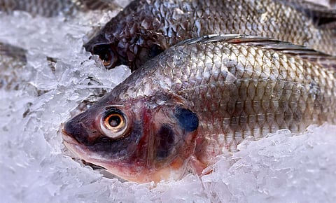 Fresh Tilapia Fish in Pile of Ice