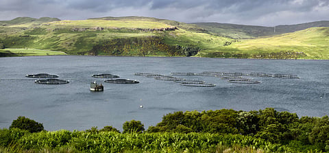 Scotland's new Sea Lice Framework launches