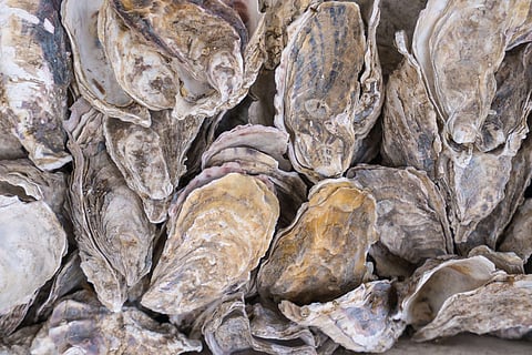 US customers to buy Netherlands and Spanish shellfish again