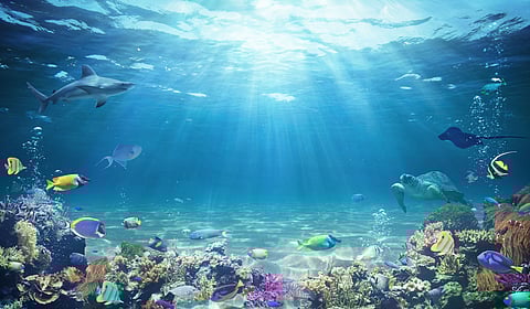 Ocean 14 Capital to partner with aquaculture start-ups implicated with UN sustainable program