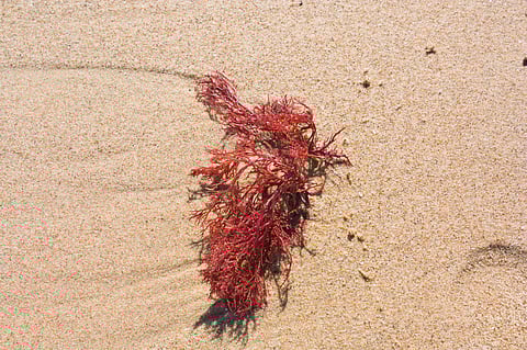 Close-up of a fragment of red algae of the genus Gracilaria (Rhodophyta) on a Mediterranean beach