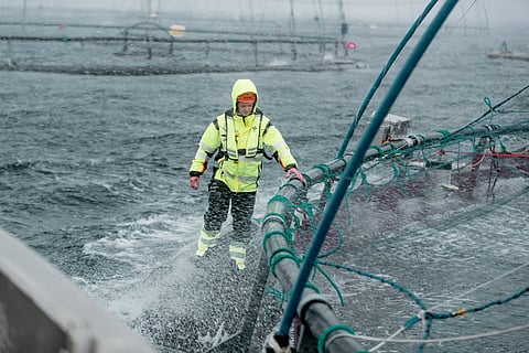 A fish farm operator at work on one of Måsøval's facilities in Norway.