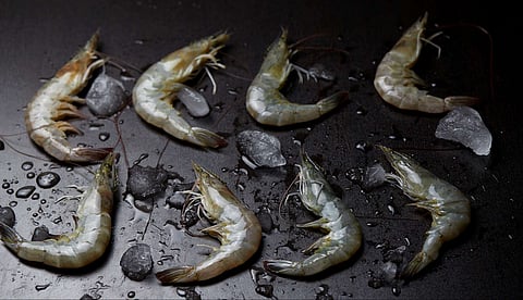 Shrimps in black background. Photo by: Adobe Stock.