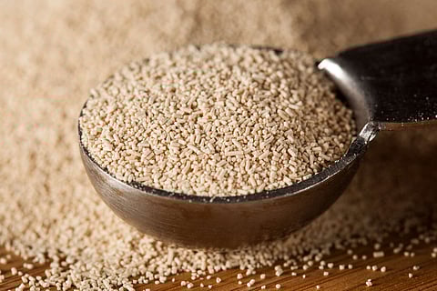 Organic Raw Yeast for baking bread against a background