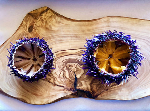 Empty barren urchin (left) and Urchinomics' ranched urchin (right). Urchinomics Aotearoa will remove malnourished kina from the seafloor and convert them into premium 'uni' while helping kelp forests to recover.