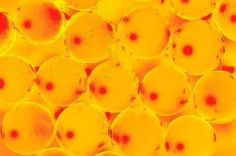 A macro close up of trout caviar fish spawn