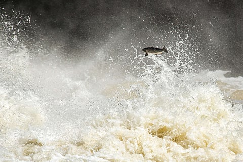 Salmon, Torrent River, Newfoundland, Canada