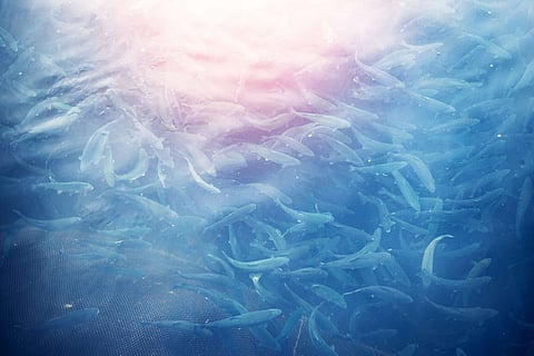 Salmon or rainbow trout goes on spawning in river of fish farm.