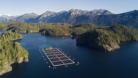 Cermaq Canada operation in Ahousaht Territory, west coast of Vancouver Island, British Columbia, Canada. This would be one of the salmon farms whose license is included in the immediate 6-year renewal request made by CAIA and CFA.  