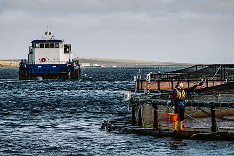 Scottish Sea Farms’ Lober Rock salmon farm in Orkney.