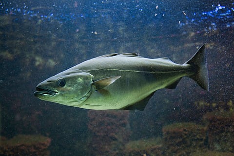 Saithe (Pollachius virens).