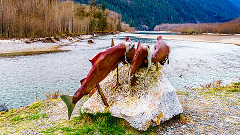 Canada’s Salmon farmers welcome government’s decision to renew salmon farming licences