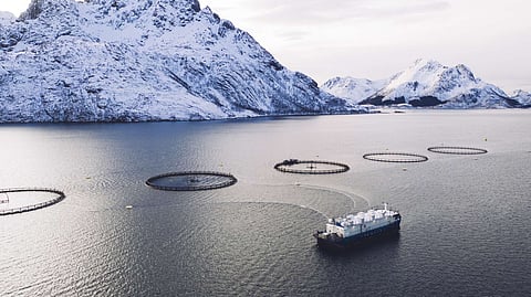 What's the deal with Norway’s “production fish” drama? 