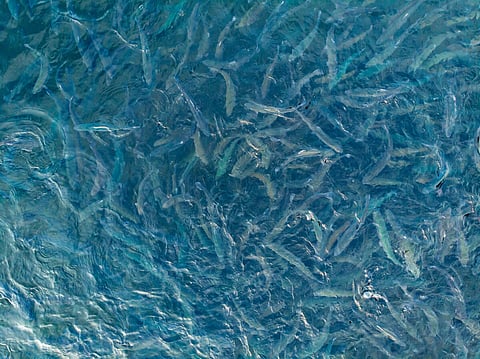 Fish farm for breeding for rainbow trout and salmon fry in net cages. Concept aquaculture pisciculture.