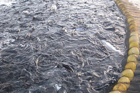 Australis Mar sanctioned again for salmon overproduction