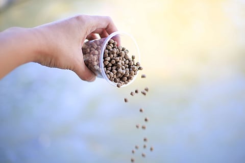 human hand holding a cup of fish food for feeding the fish