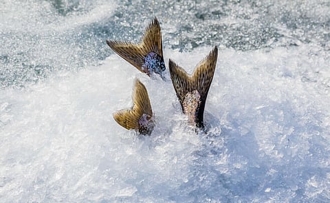 Taste of BC Aquafarms achieves its first batch of Chinook salmon