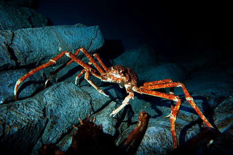 The U.S. crab swindler of Arctic Seafood