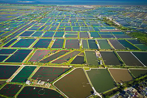 Aerial view of shrimp farms. Photo: Adobe Stock.