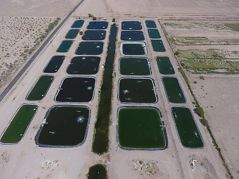 Australian barramundi company purchases a 1,100-acre fish farm in Arizona