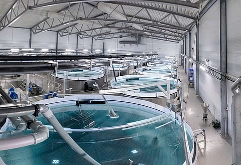 Example of a RAS facility. Photo: AquaBioTech Group.