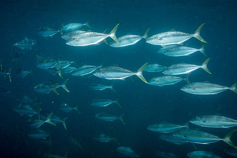 Kingfish Zeeland completes pilot of Global Seafood Alliance’s Raised Without Antibiotics Standard